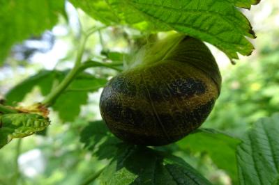 Escargot petit-gris