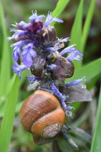 Escargot des haies