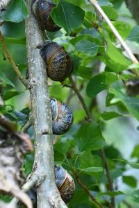 Escargot petit-gris