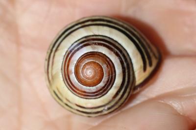 Escargot des haies