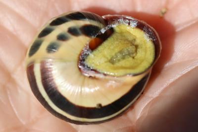 Escargot des haies
