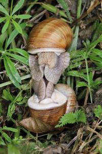 Escargot de Bourgogne