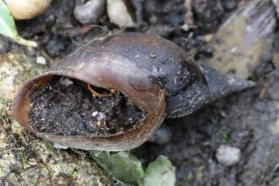 Lymnaea stagnalis