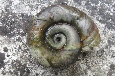 Planorbe des étangs