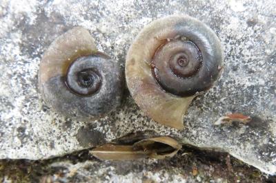 Planorbe carénée