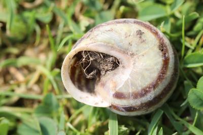 Escargot des jardins