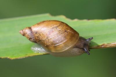 Oxyloma elegans