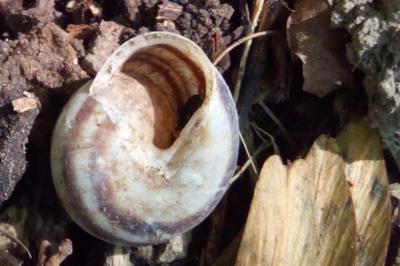 Escargot des haies