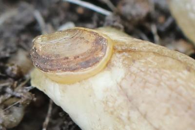 Testacella haliotidea