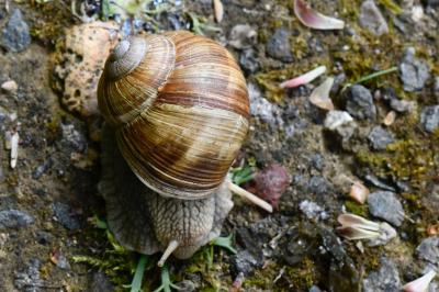 Escargot de Bourgogne