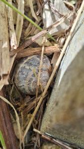 Escargot petit-gris