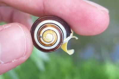 Escargot des jardins