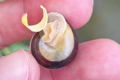 Escargot des jardins