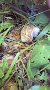 Escargot de Bourgogne