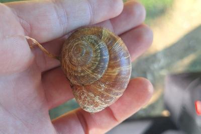 Escargot de Bourgogne