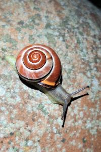 Escargot des haies