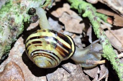 Escargot des haies