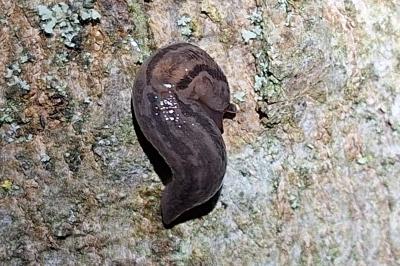 <i>Ambigolimax</i>