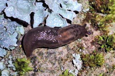 <i>Ambigolimax</i>