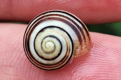 <i>Cepaea</i>