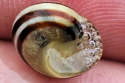 <i>Cepaea</i>