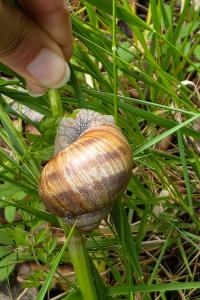 Escargot de Bourgogne