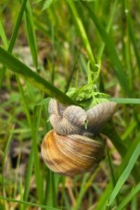 Escargot de Bourgogne