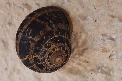 Escargot petit-gris