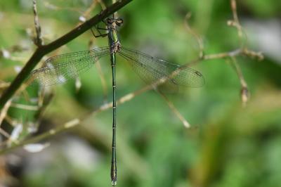 Leste vert