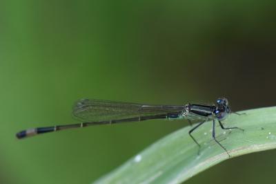 Agrion élégant