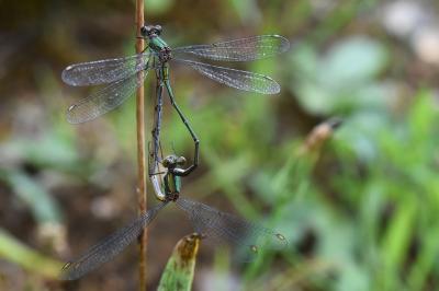 Leste vert