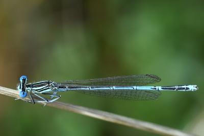 Agrion à larges pattes