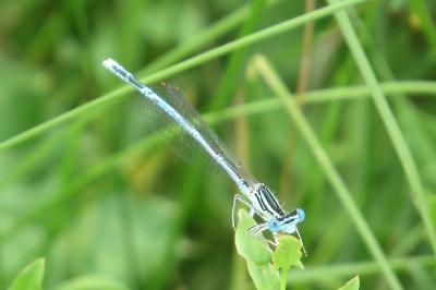 Agrion à larges pattes