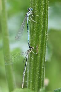 Agrion à larges pattes