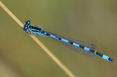 Agrion de Mercure