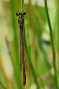 Agrion délicat