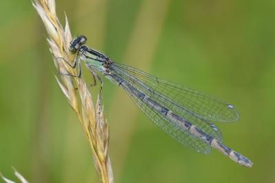 Agrion porte-coupe
