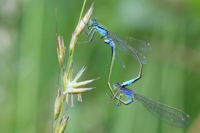 Agrion élégant
