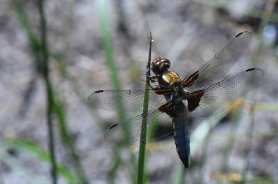 Libellule déprimée 
