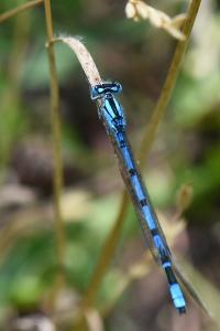 Agrion porte-coupe