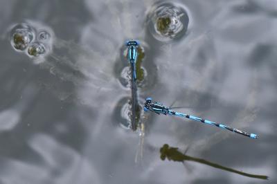 Agrion de Vander Linden