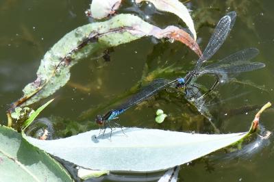 Naïade au corps vert 