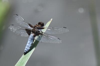 Libellule déprimée 