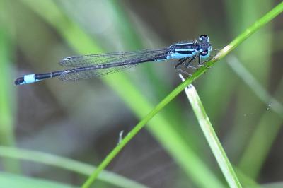 Agrion élégant