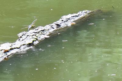 Anax empereur 