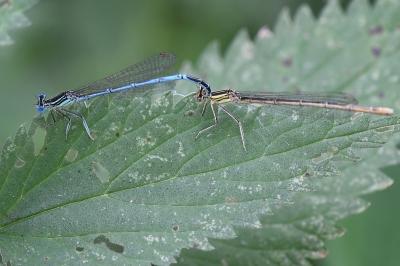 Agrion à larges pattes