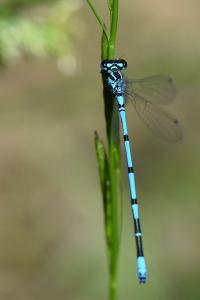 Agrion jouvencelle