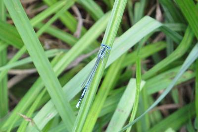 Agrion à larges pattes