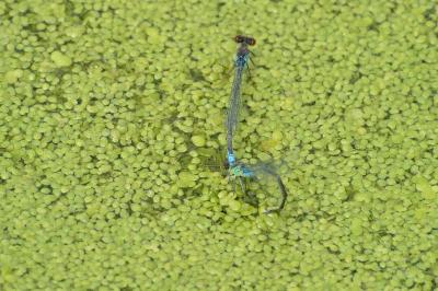 Naïade au corps vert 