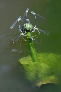 Agrion à larges pattes